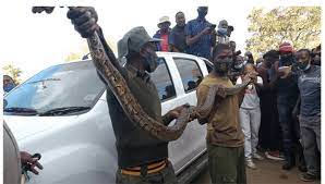 Nyoka yakadya machipisi angu